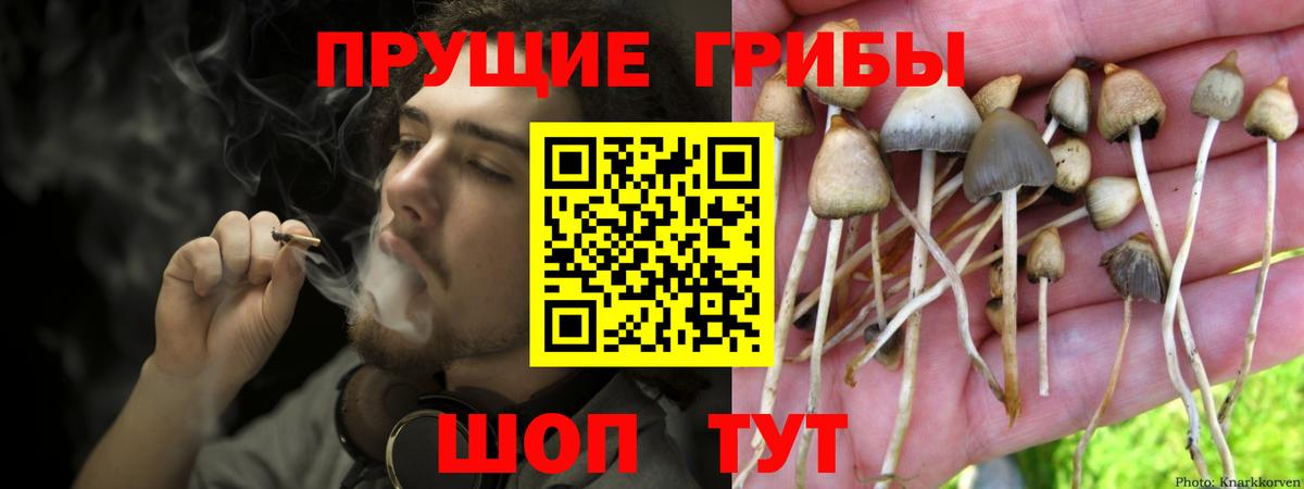 Моздок  Галлюциногенные грибы Psilocybine cubensis  Вход с VPN 